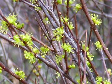 Fotografia da espécie Flueggea tinctoria