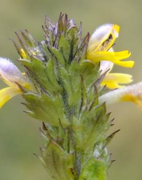 Fotografia 3 da espécie Euphrasia minima no Jardim Botânico UTAD