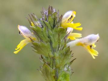 Fotografia da espécie Euphrasia minima