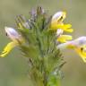 Fotografia 3 da espécie Euphrasia minima do Jardim Botânico UTAD