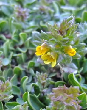 Fotografia 4 da espécie Euphrasia minima no Jardim Botânico UTAD