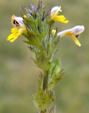 Fotografia 5 da espécie Euphrasia minima no Jardim Botânico UTAD