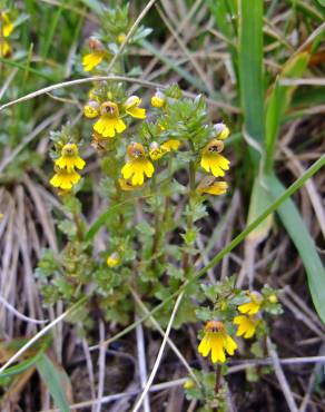 Fotografia 6 da espécie Euphrasia minima no Jardim Botânico UTAD