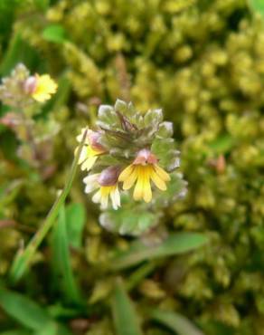 Fotografia 10 da espécie Euphrasia minima no Jardim Botânico UTAD