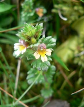 Fotografia 11 da espécie Euphrasia minima no Jardim Botânico UTAD