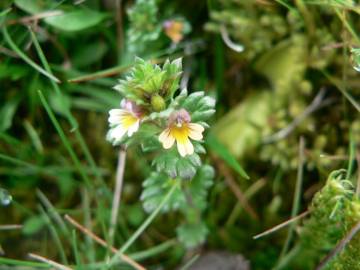 Fotografia da espécie Euphrasia minima