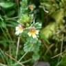 Fotografia 11 da espécie Euphrasia minima do Jardim Botânico UTAD