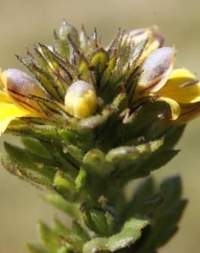 Fotografia 12 da espécie Euphrasia minima no Jardim Botânico UTAD