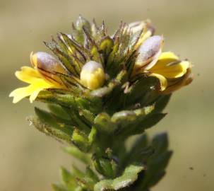 Fotografia da espécie Euphrasia minima