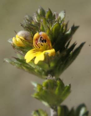 Fotografia 13 da espécie Euphrasia minima no Jardim Botânico UTAD