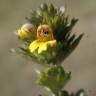 Fotografia 13 da espécie Euphrasia minima do Jardim Botânico UTAD