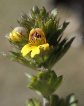 Fotografia 14 da espécie Euphrasia minima no Jardim Botânico UTAD