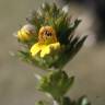 Fotografia 14 da espécie Euphrasia minima do Jardim Botânico UTAD