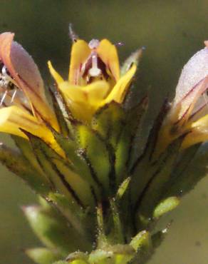 Fotografia 15 da espécie Euphrasia minima no Jardim Botânico UTAD