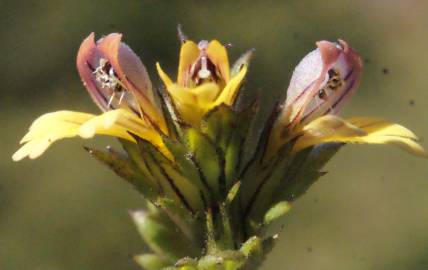 Fotografia da espécie Euphrasia minima