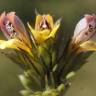 Fotografia 15 da espécie Euphrasia minima do Jardim Botânico UTAD