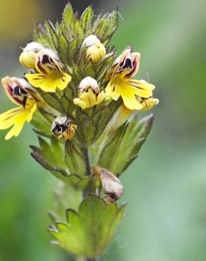 Fotografia 16 da espécie Euphrasia minima no Jardim Botânico UTAD