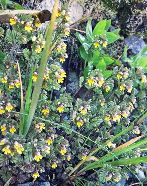 Fotografia 17 da espécie Euphrasia minima no Jardim Botânico UTAD