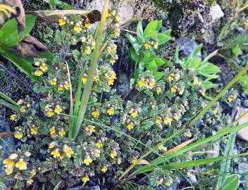 Fotografia da espécie Euphrasia minima