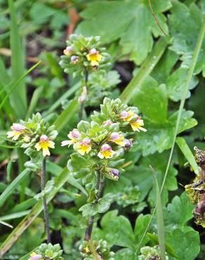 Fotografia 18 da espécie Euphrasia minima no Jardim Botânico UTAD