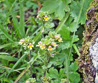 Fotografia da espécie Euphrasia minima