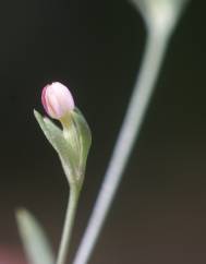 Exaculum pusillum