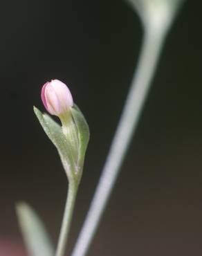 Fotografia 1 da espécie Exaculum pusillum no Jardim Botânico UTAD