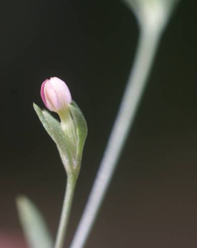 Fotografia de capa Exaculum pusillum - do Jardim Botânico