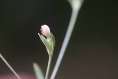 Fotografia da espécie Exaculum pusillum