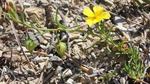 Fotografia da espécie Fumana procumbens