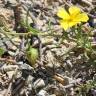 Fotografia 6 da espécie Fumana procumbens do Jardim Botânico UTAD