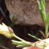 Fotografia 8 da espécie Fumana procumbens do Jardim Botânico UTAD