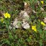 Fotografia 10 da espécie Fumana procumbens do Jardim Botânico UTAD