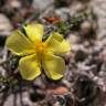 Fotografia 11 da espécie Fumana procumbens do Jardim Botânico UTAD