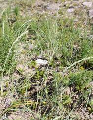 Elymus farctus subesp. boreo-atlanticus