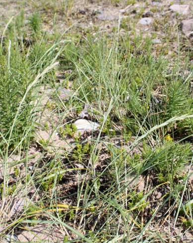 Fotografia de capa Elymus farctus subesp. boreo-atlanticus - do Jardim Botânico