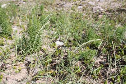 Fotografia da espécie Elymus farctus subesp. boreo-atlanticus