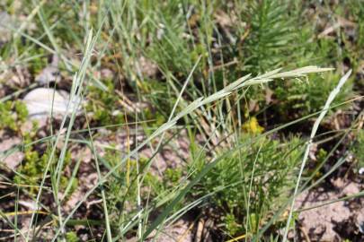 Fotografia da espécie Elymus farctus subesp. boreo-atlanticus