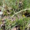 Fotografia 2 da espécie Elymus farctus subesp. boreo-atlanticus do Jardim Botânico UTAD