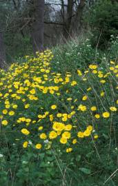 Fotografia da espécie Doronicum plantagineum