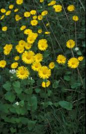 Fotografia da espécie Doronicum plantagineum