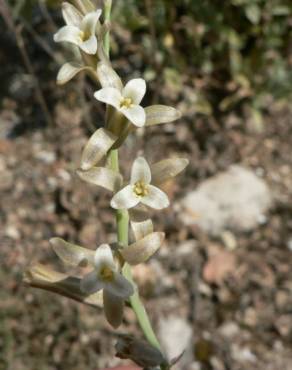 Fotografia 5 da espécie Dipcadi serotinum subesp. serotinum no Jardim Botânico UTAD