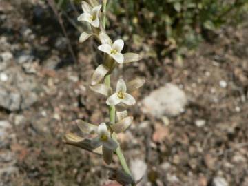Fotografia da espécie Dipcadi serotinum subesp. serotinum