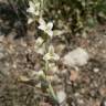 Fotografia 5 da espécie Dipcadi serotinum subesp. serotinum do Jardim Botânico UTAD