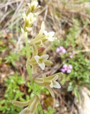 Fotografia 6 da espécie Dipcadi serotinum subesp. serotinum no Jardim Botânico UTAD