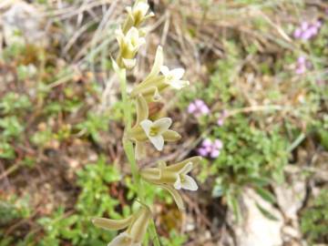 Fotografia da espécie Dipcadi serotinum subesp. serotinum