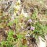 Fotografia 6 da espécie Dipcadi serotinum subesp. serotinum do Jardim Botânico UTAD