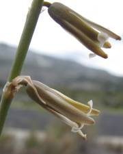 Fotografia da espécie Dipcadi serotinum