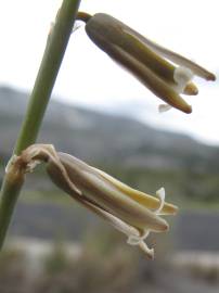 Fotografia da espécie Dipcadi serotinum subesp. serotinum