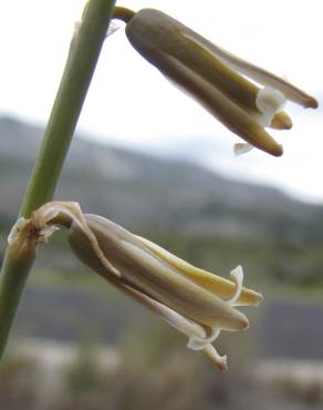 Fotografia 1 da espécie Dipcadi serotinum subesp. serotinum no Jardim Botânico UTAD